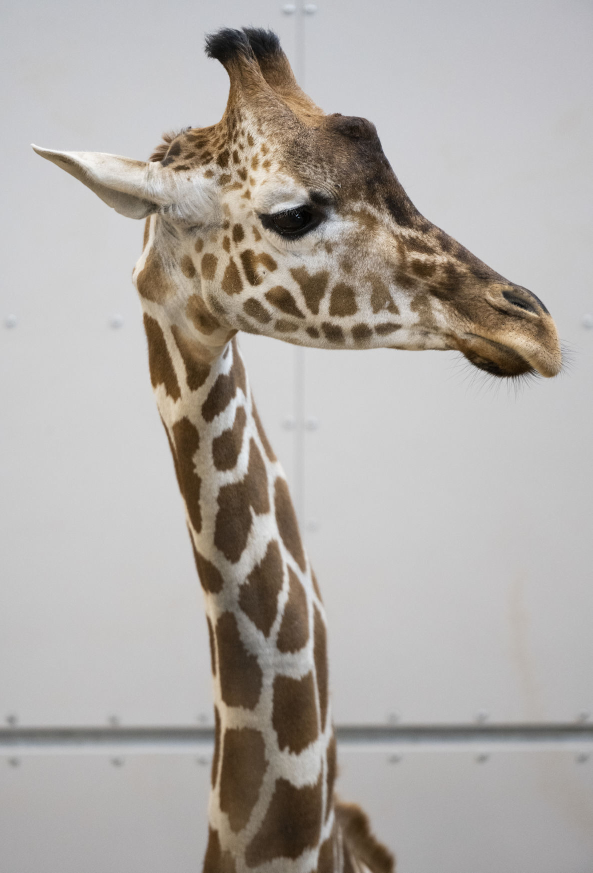 Giraffes, 05.24